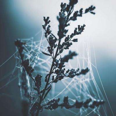 单机的打鱼游戏下载手机版