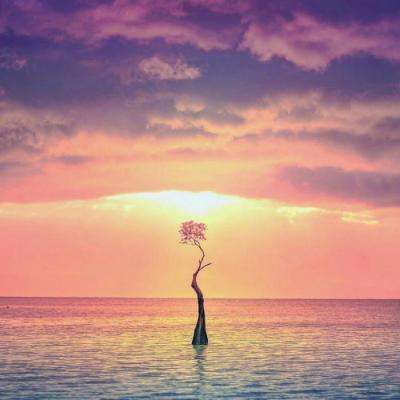 管家婆一码一肖资料大全手机app下载