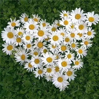 半岛网页版入口