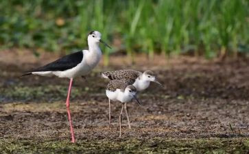 关于鹬的成长作文最新6篇