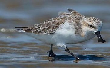 微电影《鹬》观后感5篇