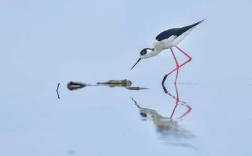 微电影《鹬》观后感精选6篇