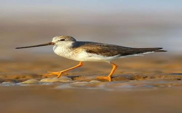 鹬的故事作文参考6篇