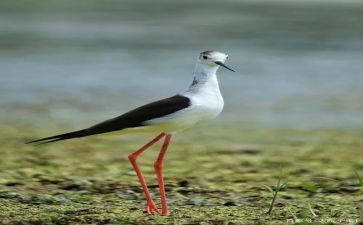 关于鹬的成长作文参考6篇