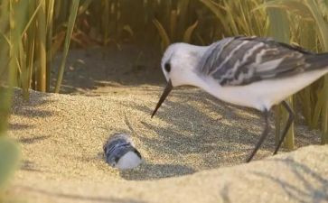 关于鹬的成长作文5篇