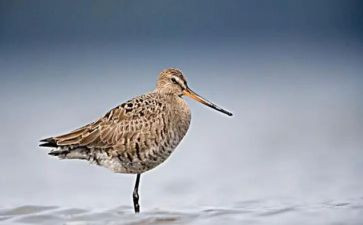 鹬的故事作文模板7篇