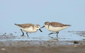 鹬的故事作文推荐6篇