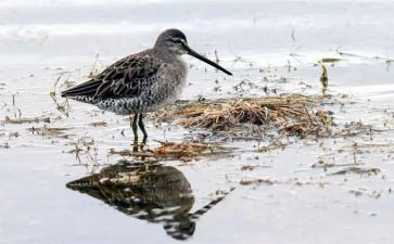《鹬》电影观后感优质5篇