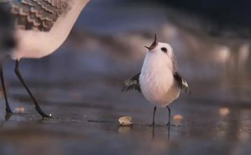 关于鹬的成长作文通用6篇