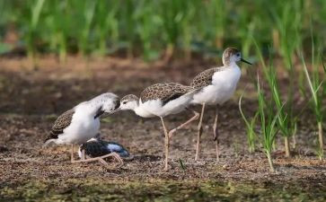 关于鹬的成长作文优质8篇