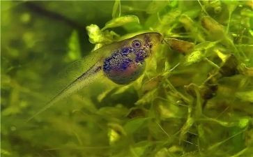 蝌蚪教案模板8篇