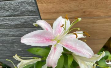 百合的作文7篇