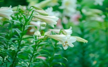 读百合花读后感7篇