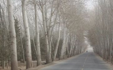 《白杨》优秀教案7篇