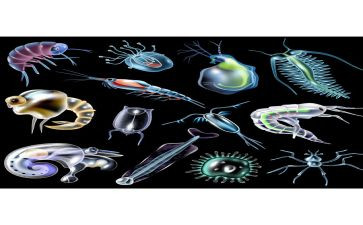生物初中工作计划最新7篇