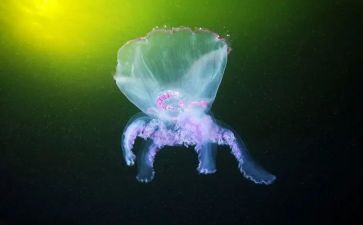 述职报告初中生物模板8篇