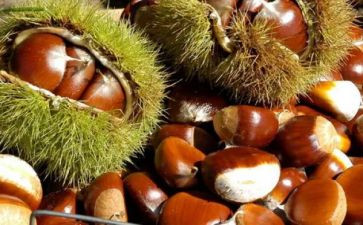 板栗鸡的作文参考7篇