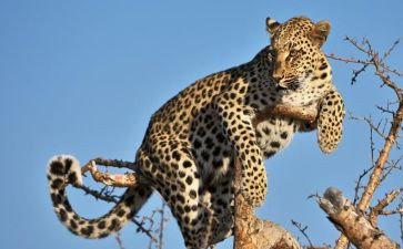 狐狸与豹的读后感8篇