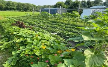 蔬菜配送合同5篇