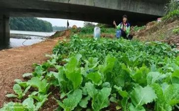 我的爷爷的菜地作文6篇