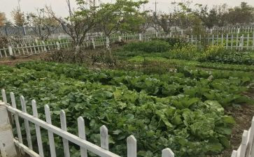 菜园的作文最新8篇