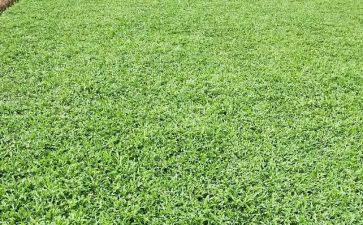 小草的心读后感最新5篇