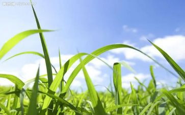 《香草》读后感6篇