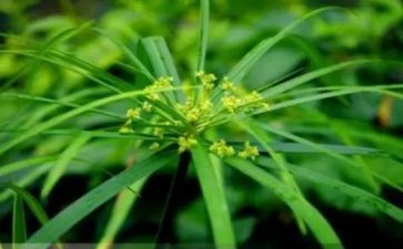 草房子的,读后感模板8篇