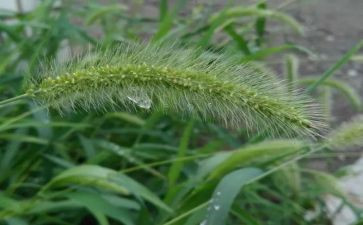 草将工作总结推荐6篇