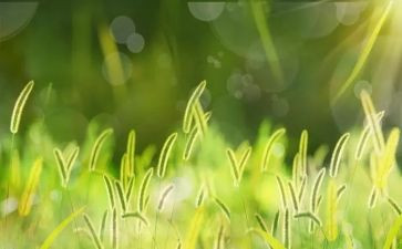 还林还草工作总结报告推荐5篇