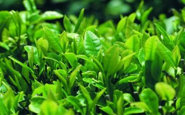 学茶艺心得体会范文6篇