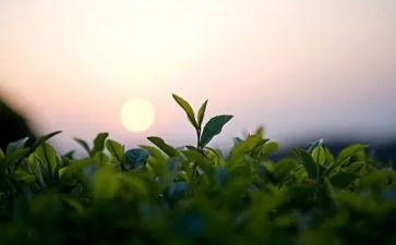 奶茶工作总结6篇