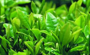 大班关于茶的教案精选6篇