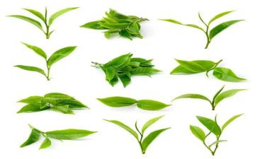 茶活动总结模板7篇