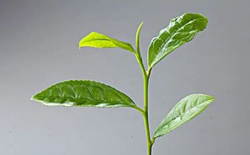 茶活动总结5篇