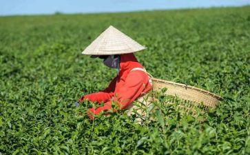 幼儿园茶主题活动总结精选8篇