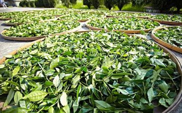 茶企业调查报告7篇