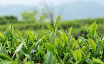 茶企业调查报告最新6篇