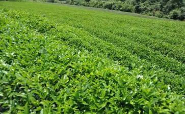 幼儿园中班关于茶的教案8篇