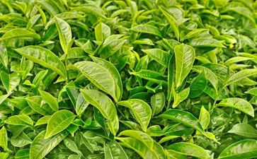 奶茶店年终工作总结5篇