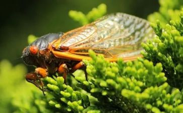 蝉精品教案精选6篇