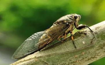 蝉精品教案优质8篇