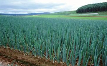 葱的种植教案参考6篇