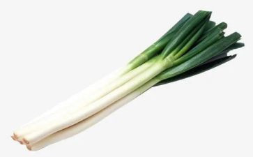 葱的种植教案6篇