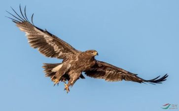 雕花的作文通用8篇