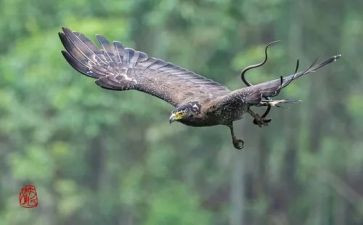 雕花的作文参考5篇