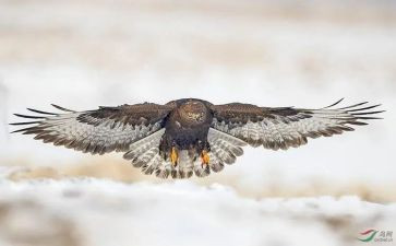 雕花的作文模板5篇