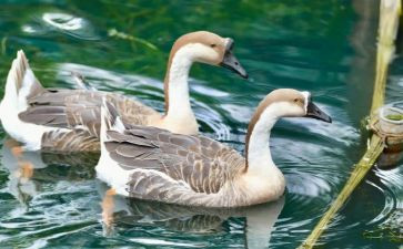 骑读后感鹅旅行记读后感最新5篇