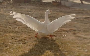 牛和鹅的读后感600字7篇