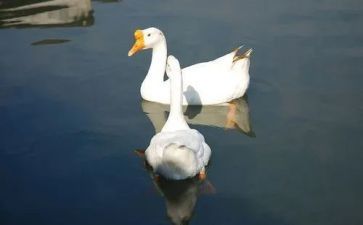 15白鹅教学反思5篇